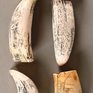 Belle suite de 5 dents de cachalots dit   SCRIMSHAW