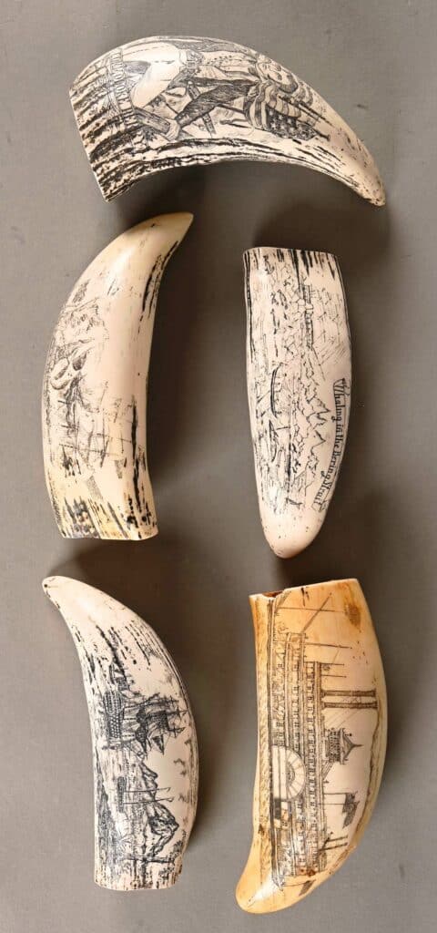 Belle suite de 5 dents de cachalots dit   SCRIMSHAW