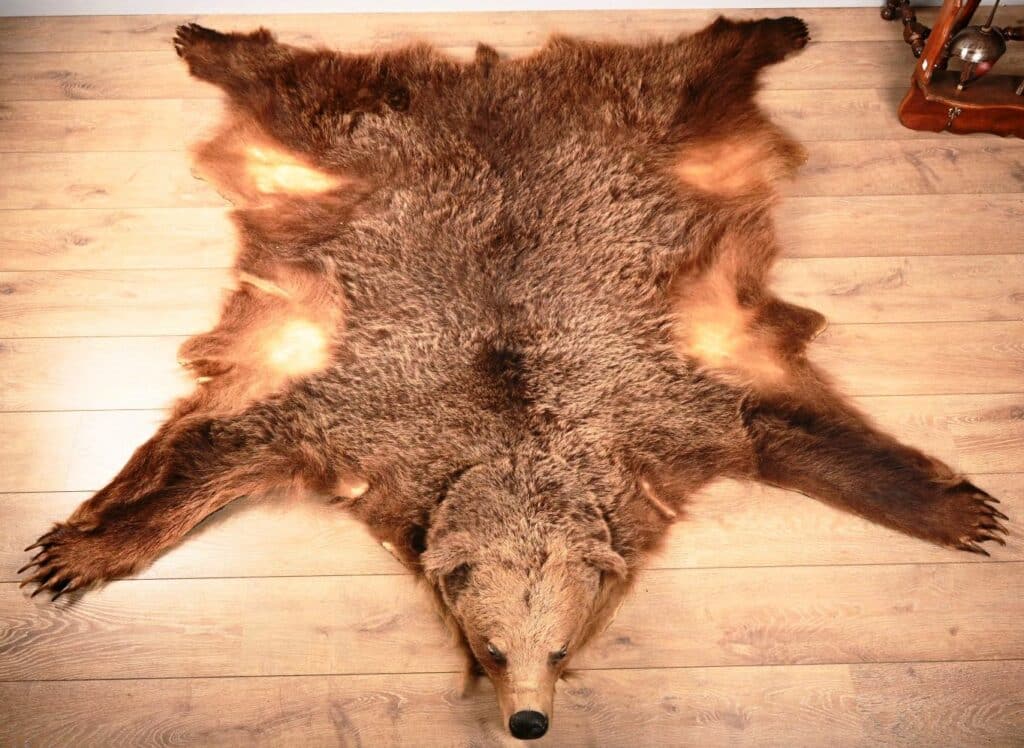 Peau d'Ours  (Ursus arctos)