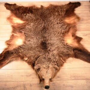 Peau d'Ours  (Ursus arctos)