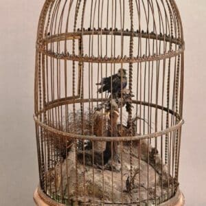 Automate: Cage à oiseaux chanteur.